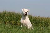 DOGUE ARGENTIN 352